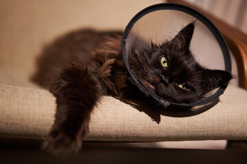 Brown Maine Coon cat wears conical collar while. Safe wound healing without biting and licking.