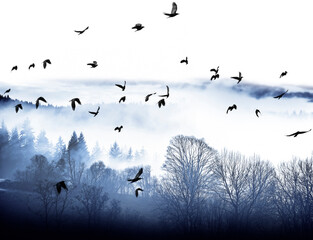 flying birds and morning fog and a forest