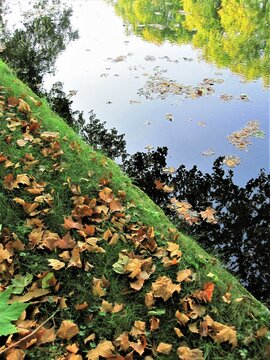 Relets dans un bassin d'automne