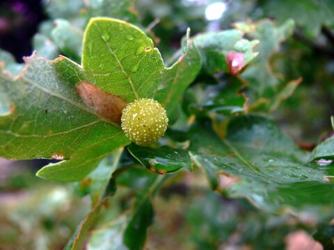 Feuilles 