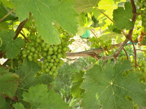 Grappe de raisin