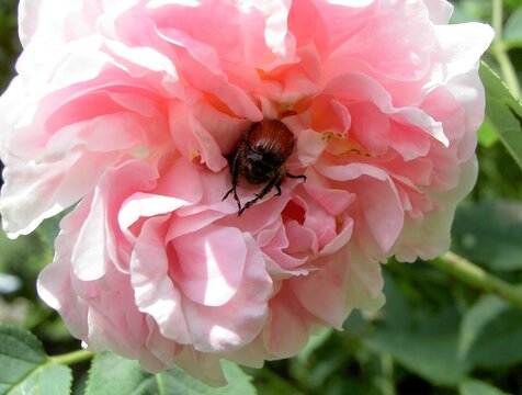 Insectes amoureux... dans une rose