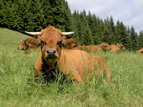 Vache en montagne