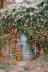 Fototapeta na wymiar House with decorative ivy facade. Walls of house are hidden under dark red autumn leaves. Nature fall concept for design