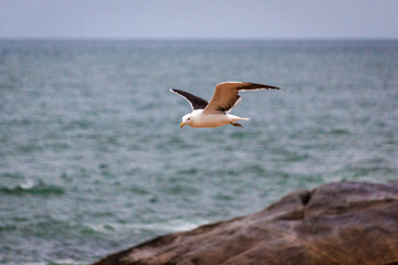 seagull on the beach