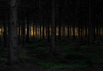 Tree silhouettes at nightfall in a scary forest, in the distance the last sunlight