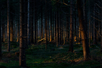 Nightfall in dark pine forest, light of the setting sun casts a golden light on tree stems