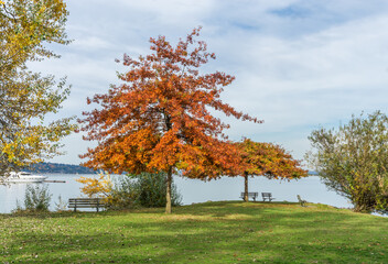 Brilliant Orange Autumn Tree 4