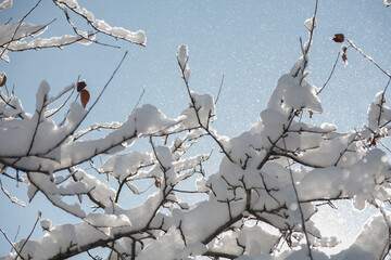 Winter branch covered with snow in a Sunny weather with blue sky