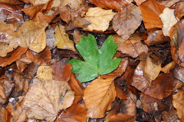 autumn leaves background