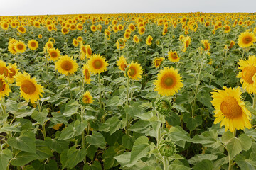 Sunflower blooming nature Agricultural field harvest season