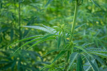 cannabis grass in sunshine close up