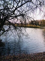 reflection of trees in water