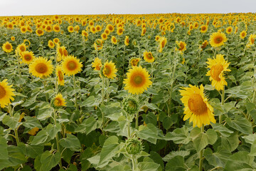 bright sunflower field in the summer sunshine no people unaltered