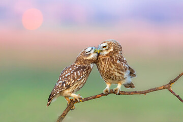 Little owls. (Athene noctua). Nature background. 