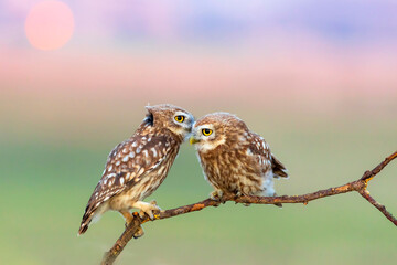 Little owls. (Athene noctua). Nature background. 