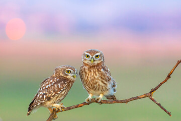 Little owls. (Athene noctua). Nature background. 