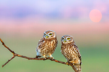 Little owls. (Athene noctua). Nature background. 