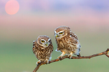 Little owls. (Athene noctua). Nature background. 