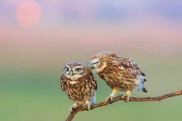 Little owls. (Athene noctua). Nature background. 