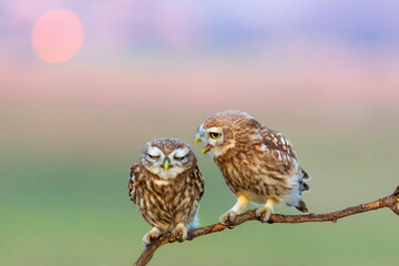 Little owls. (Athene noctua). Nature background. 