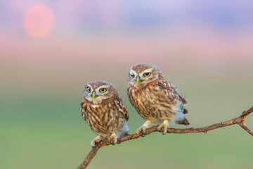 Little owls. (Athene noctua). Nature background. 