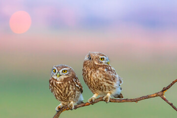Little owls. (Athene noctua). Nature background. 