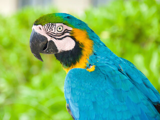 Beautiful blue and yellow macaw posing in the garden