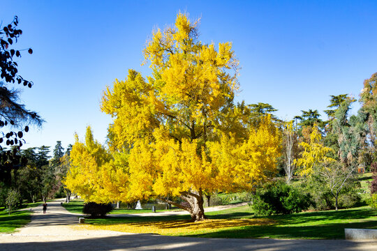 Autumn colored trees in a park in Madrid on a clear blue day in Spain. Europe. Photography. Yellow day. 20 June. 2022.
