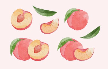 Peach Fruit watercolour element set. Botanical illustration of  Peach. Half peach and  leafs. 