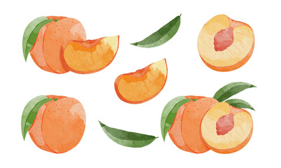 Peach Fruit watercolour element set. Botanical illustration of  Peach. Half peach and  leafs. 