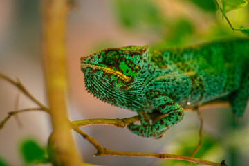 Green chameleon in the terrarium. Exotic pet animal.