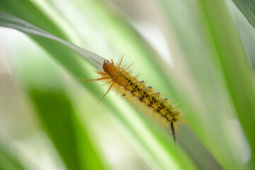 beija flor tomando agua num suporte especifico para aves.
