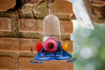 beija flor tomando agua num suporte especifico para aves.
