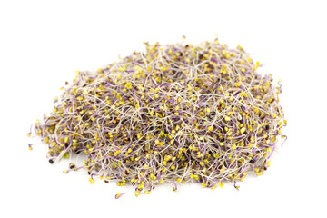 The fresh kale sprouts (Kalette)