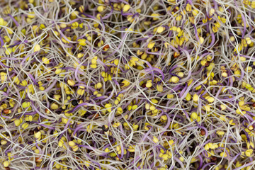 The fresh kale sprouts (Kalette)