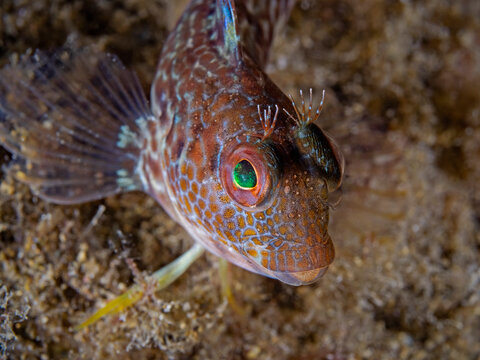 Variable blenny, Variabler Schleimfisch (Parablennius pilicornis)