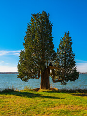 Giant deformed cedar tree on the green meadow in the Duxbury Bay in Massachusetts.