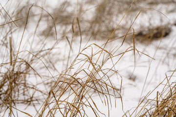Yellow dried reed on white snow swaying in the wind