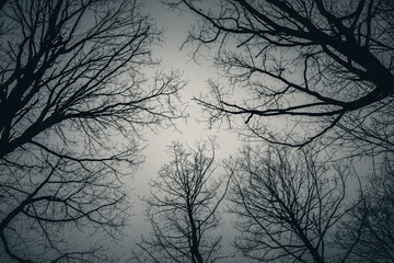 Konary drzew bez liści na tle pochmurnego nieba - obrazy, fototapety, plakaty