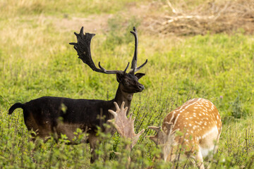 Rare black fallow deer