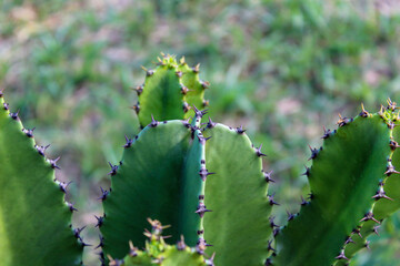 cactus in the garden