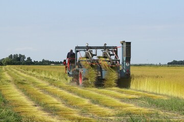 a farmer is driving with a flax puller in a large flax field in the dutch countryside in zeeland in...