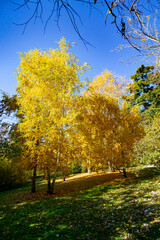 Autumn colored trees in a park in Madrid on a clear blue day in Spain. Europe. Photography.