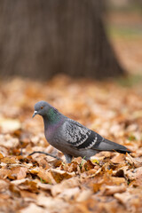 Grey pigeon in the autumn park