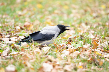 A gray crow in the autumn park croaks