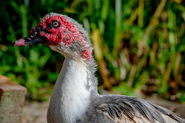 Muscovy ducks
