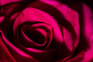Red rose
