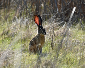 Jackrabbit Sitting in the Grass in Sacramento Wildlife Refuge, California