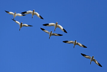 Snow Geese in Flight at Sacramento Wildlife Refuge, California